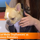 Chloe the Instagram-famous dogfluencer who helps her owner make stacks of cash (Wall Street Journal)